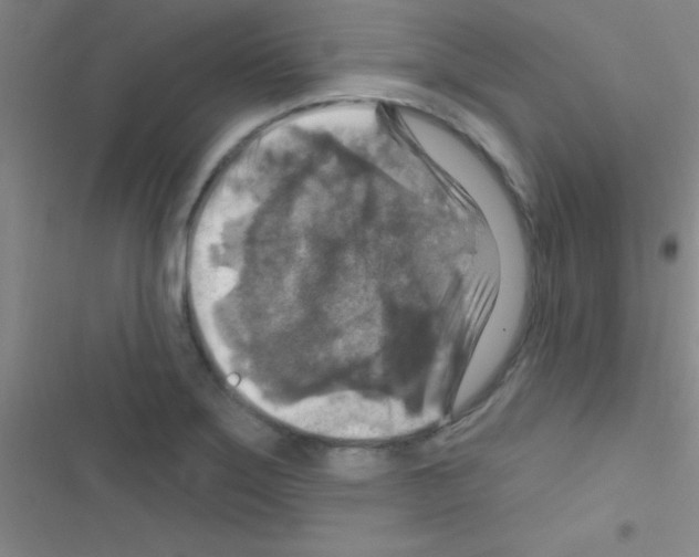 X0000116591275201001211318