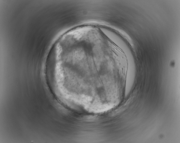 X0000116591279201001211318