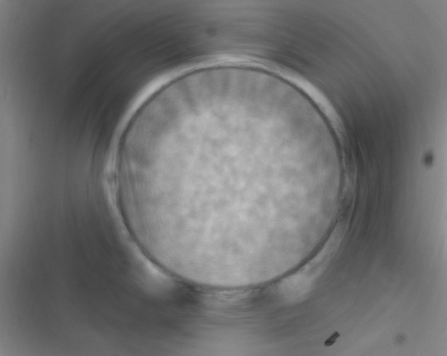 X0000116591294201001211318