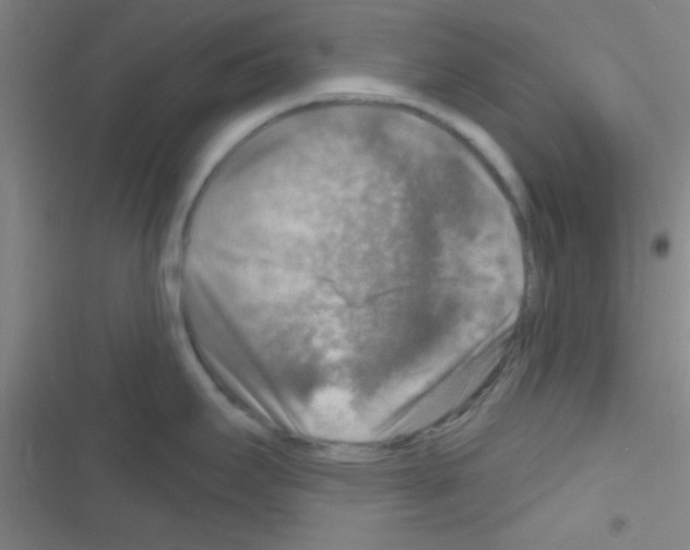 X0000116591295201001211318