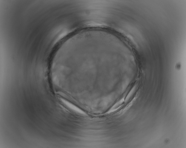 X0000116591306201001211317