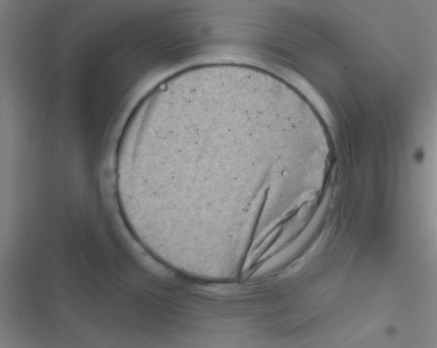 X0000116591388201001211317