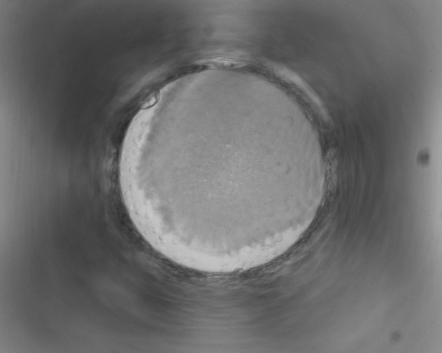 X0000116591399201001211316