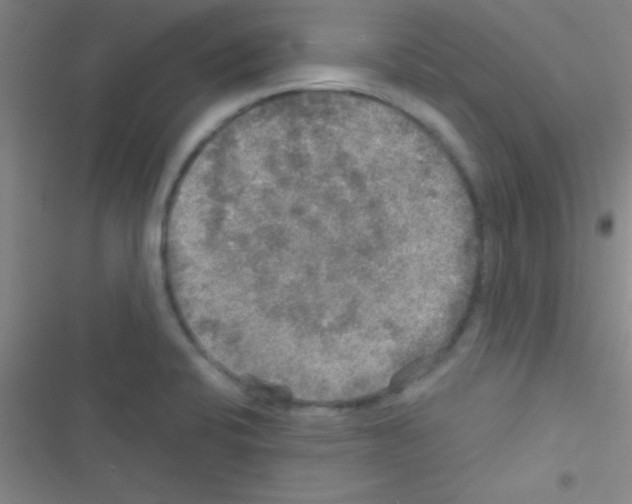 X0000116591424201001211316