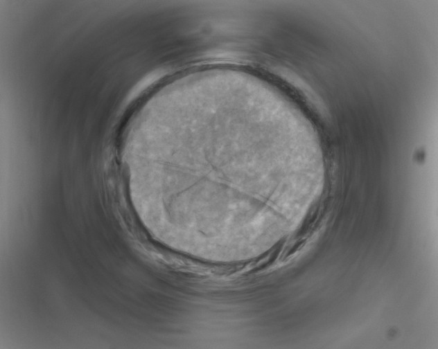 X0000116591450201001211316