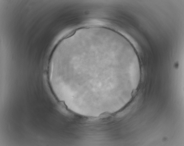 X0000116591477201001211316