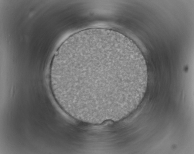 X0000116591479201001211316