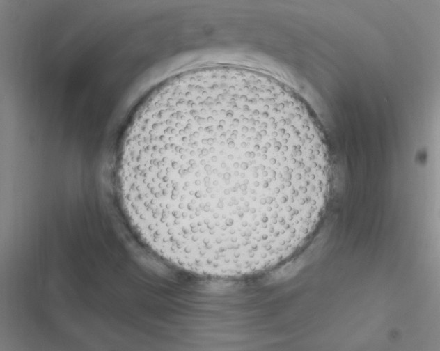 X0000116591499201001211315