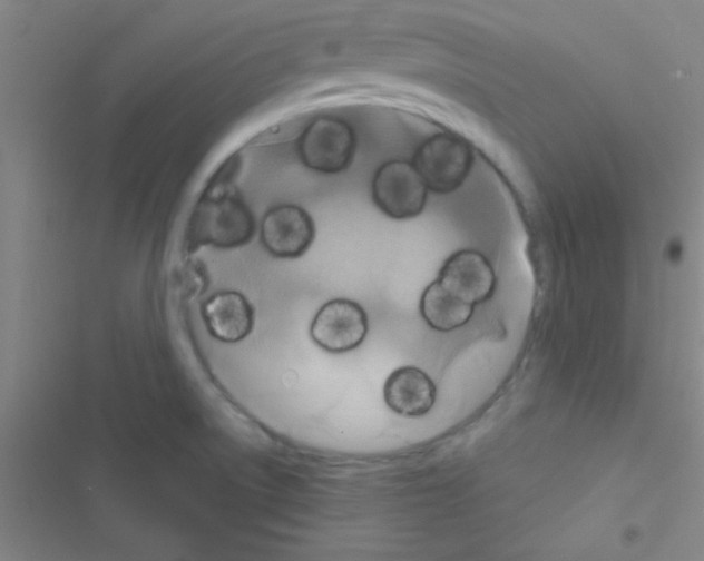 X0000116591522201001211315