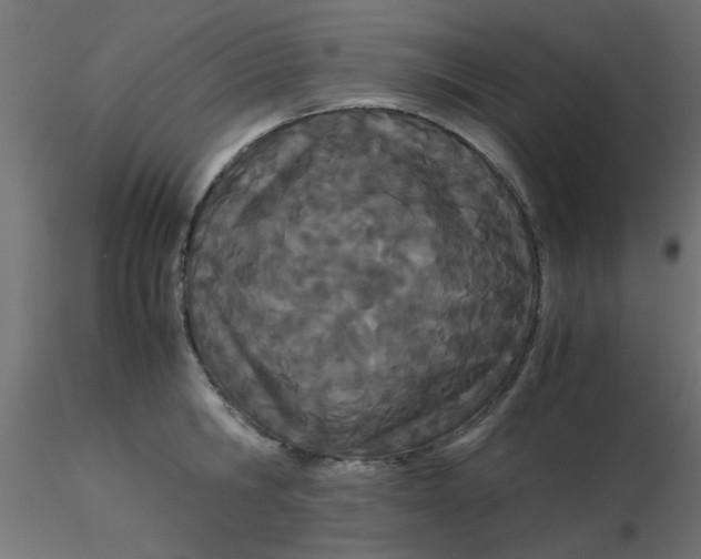 X0000116600806200912312056