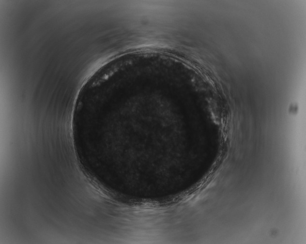 X0000116600196201001081157