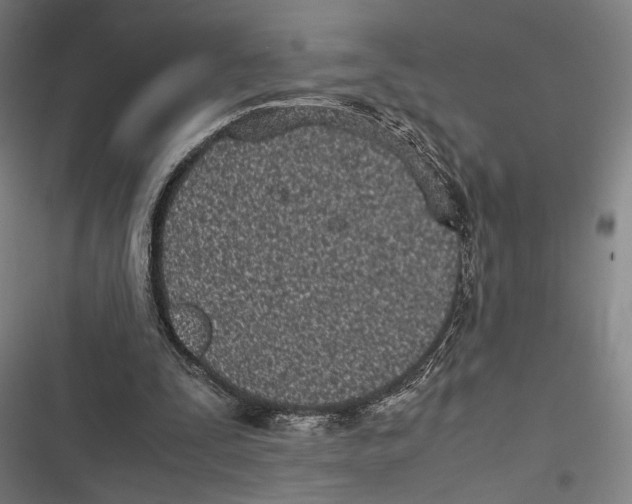 X0000116600295201001081155