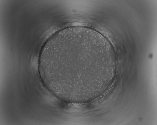 X0000116600297201001081155