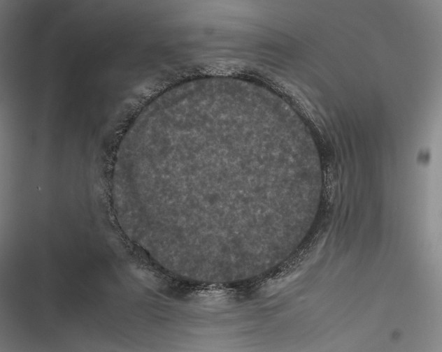 X0000116600307201001081155