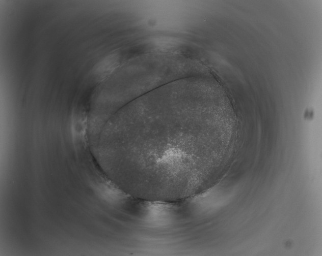 X0000116600336201001081155