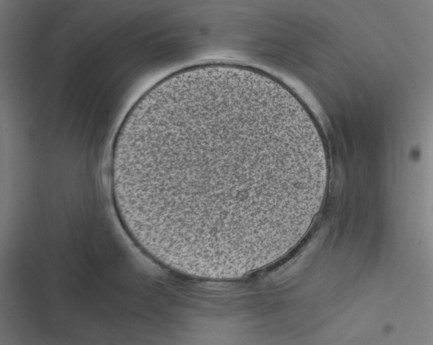 X0000116601295201001081142