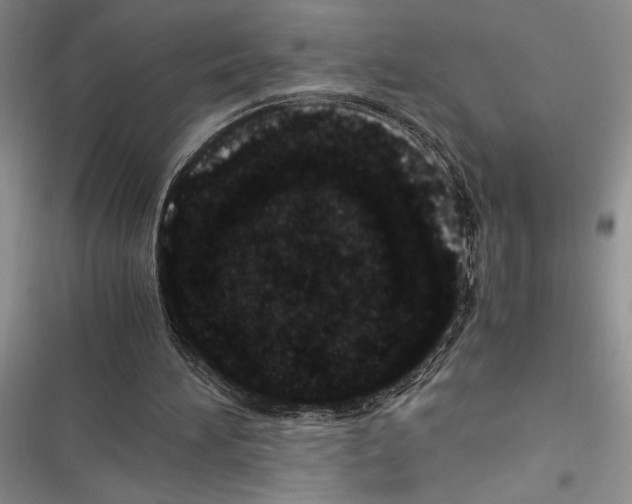 X0000116600196201001221305