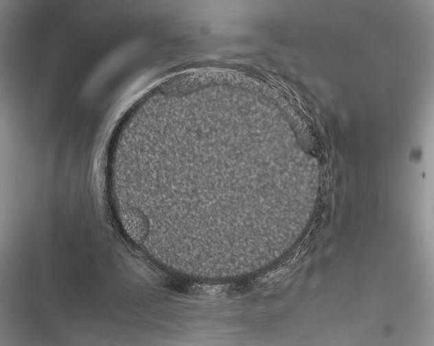 X0000116600295201001221303