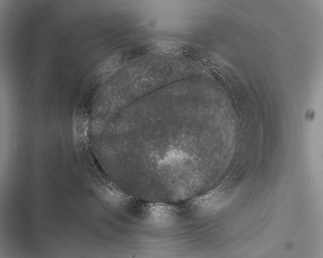 X0000116600336201001221303