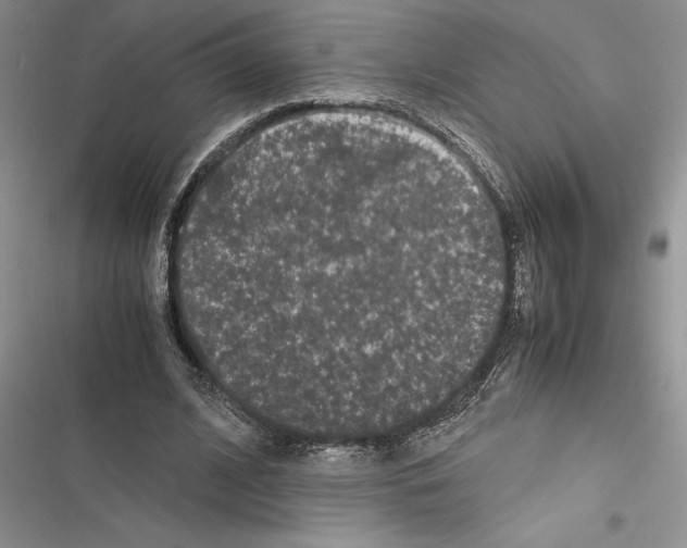 X0000116600584201001221259