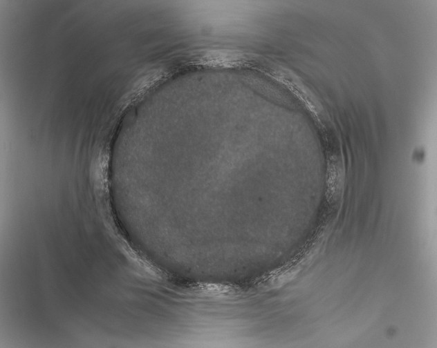 X0000116600585201001221259