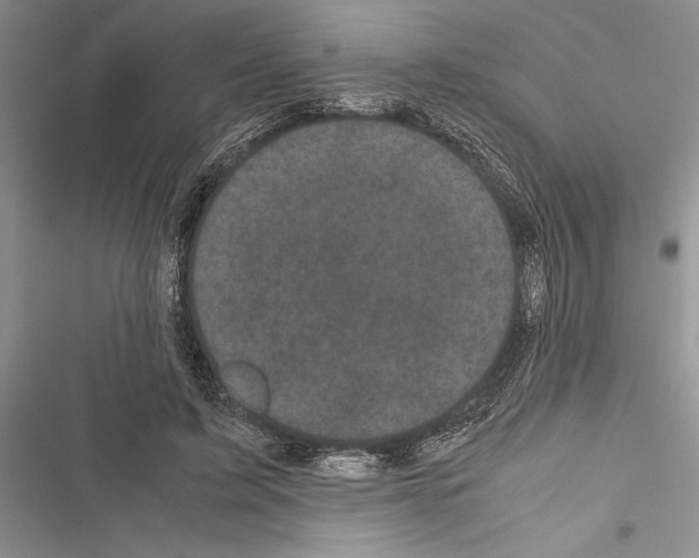 X0000116600595201001221259