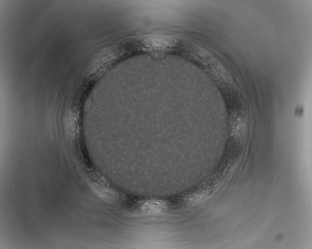 X0000116600599201001221259