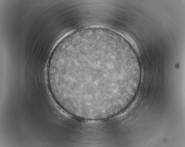 X0000116600806201001221256