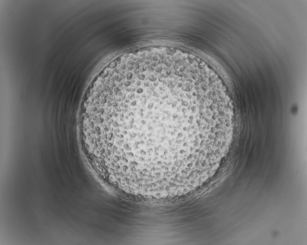 X0000116600906201001221255