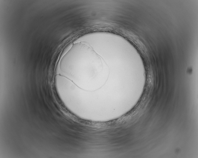 X0000116600964201001221254