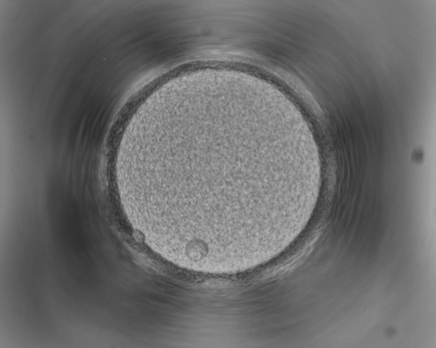 X0000116600974201001221254