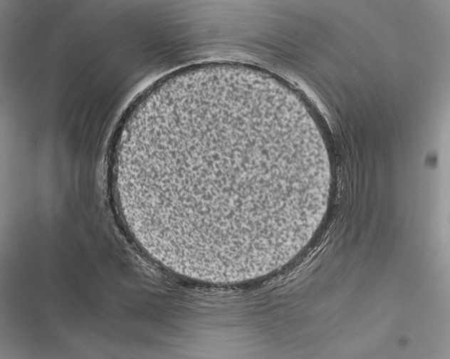 X0000116600975201001221254