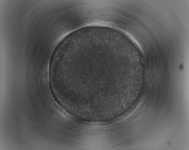 X0000116600988201001221254
