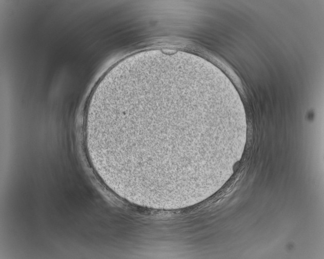 X0000116601099201001221252