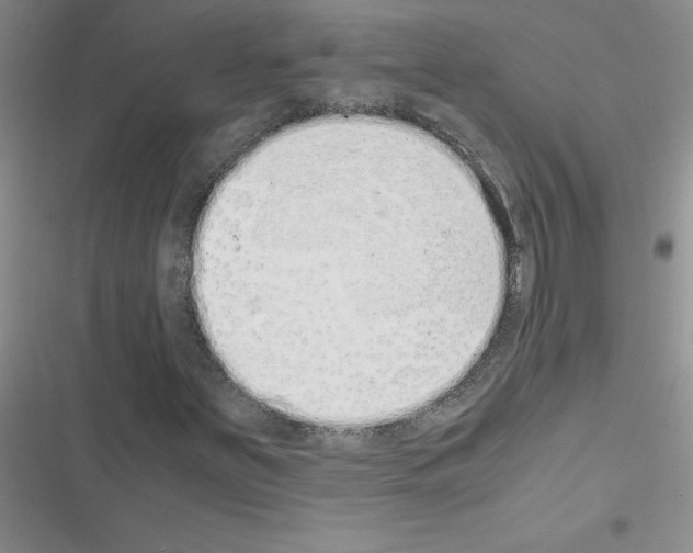 X0000116601251201001221250