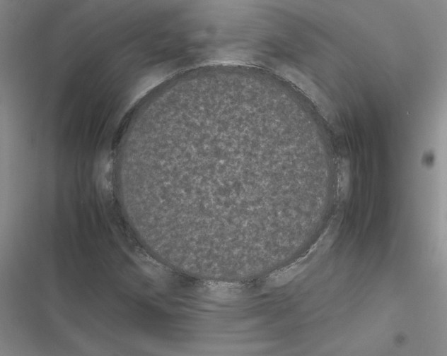 X0000116601258201001221250