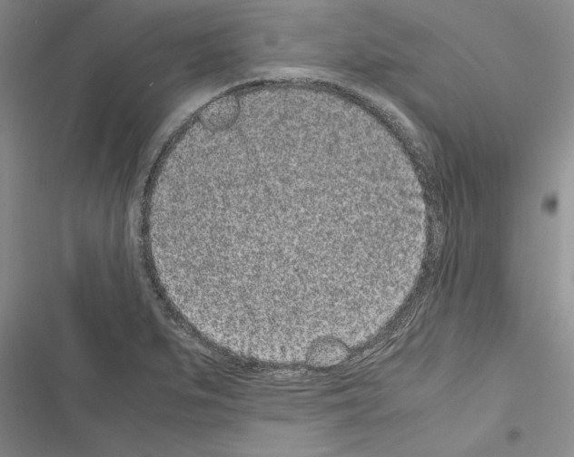 X0000116601279201001221250