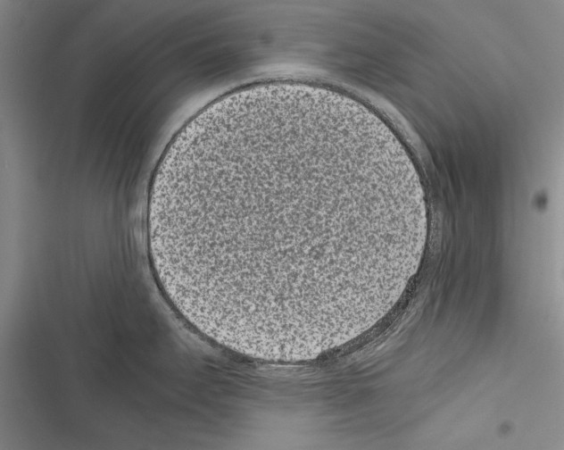 X0000116601295201001221250
