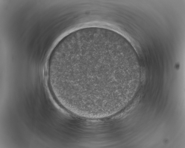X0000116601515201001221247