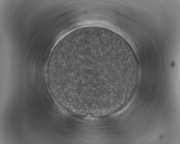 X0000116601529201001221247