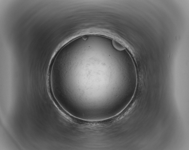 X0000116611525200912111124