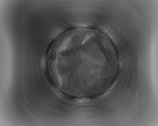 X0000116610359200912181211