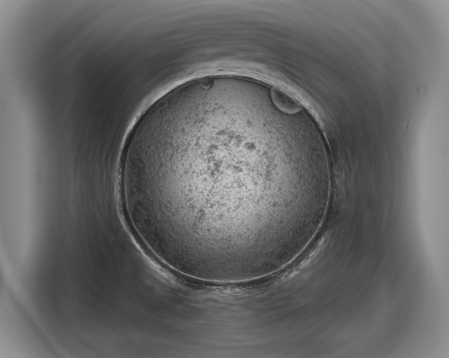X0000116611525200912181156