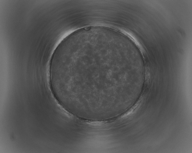 X0000116611048200912241729