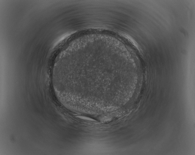 X0000116611064200912241729