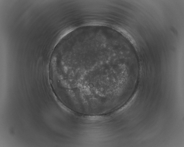 X0000116611425200912241724