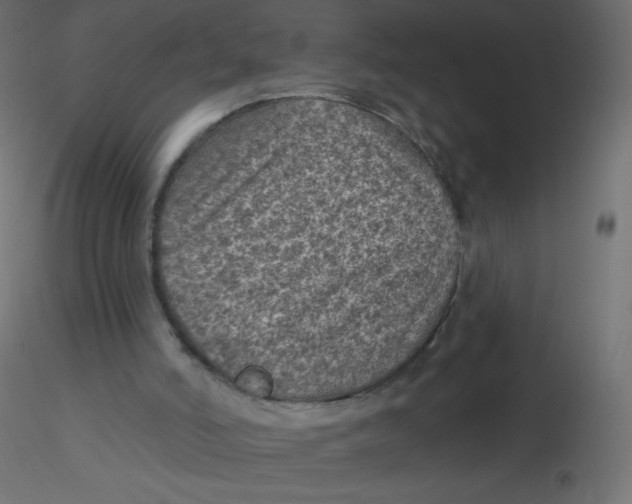 X0000116610006200912312127