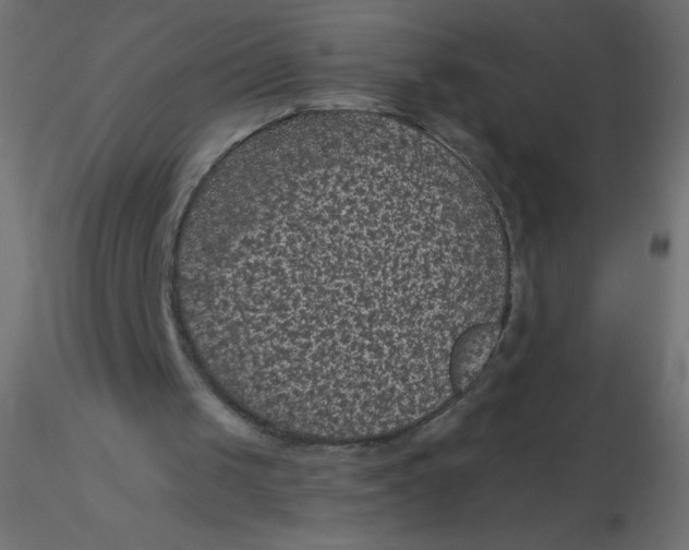 X0000116610049200912312126