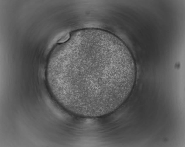 X0000116610060200912312126