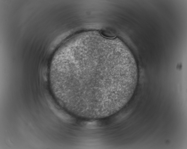 X0000116610068200912312126